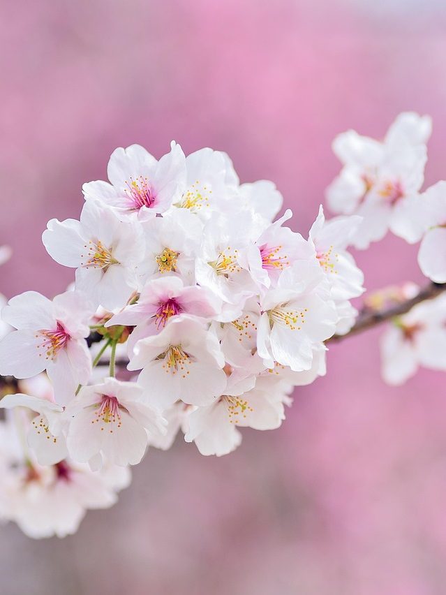 Kahle Bäume als Symbol für eine magische Raunacht